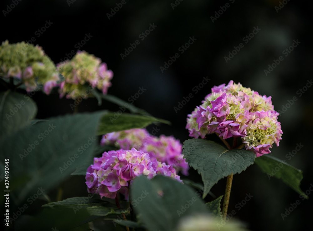 Hydrangea flower (Hydrangea macrophylla) in the garden. Beautiful bush of hortensia flowers Hydrangea flower (Hydrangea macrophylla) in the garden. Beautiful bush of hortensia flowers
