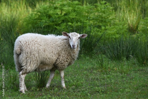 un mouton