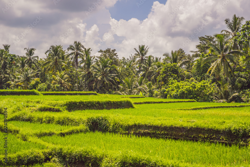 Picturesque rice field on the island of Bali, Indonesia. Tourism in Asia