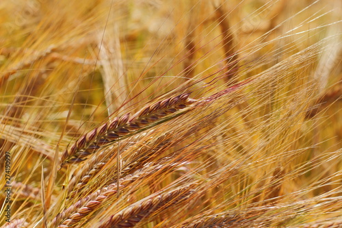 beautiful golden wheat field, farmland 