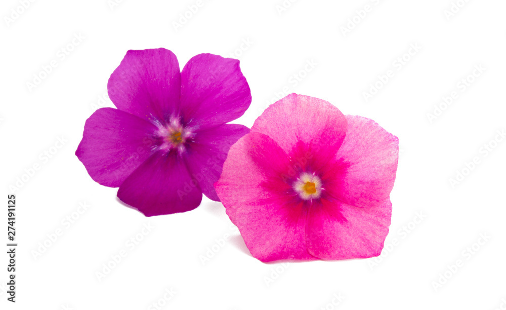 flower phlox isolated flower phlox isolated
