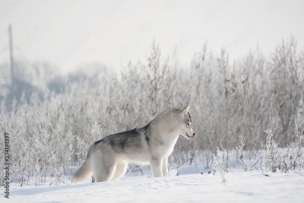 Obraz premium Siberian Husky in Snow