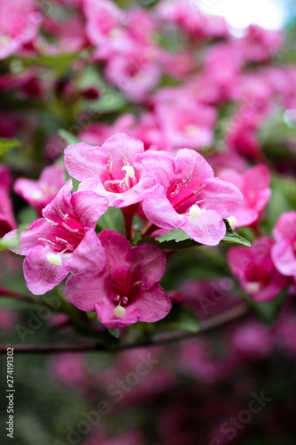 pink flowers in the garden