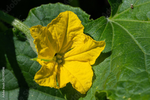 Fototapeta Naklejka Na Ścianę i Meble -  Cucumber, Cucumis sativus
