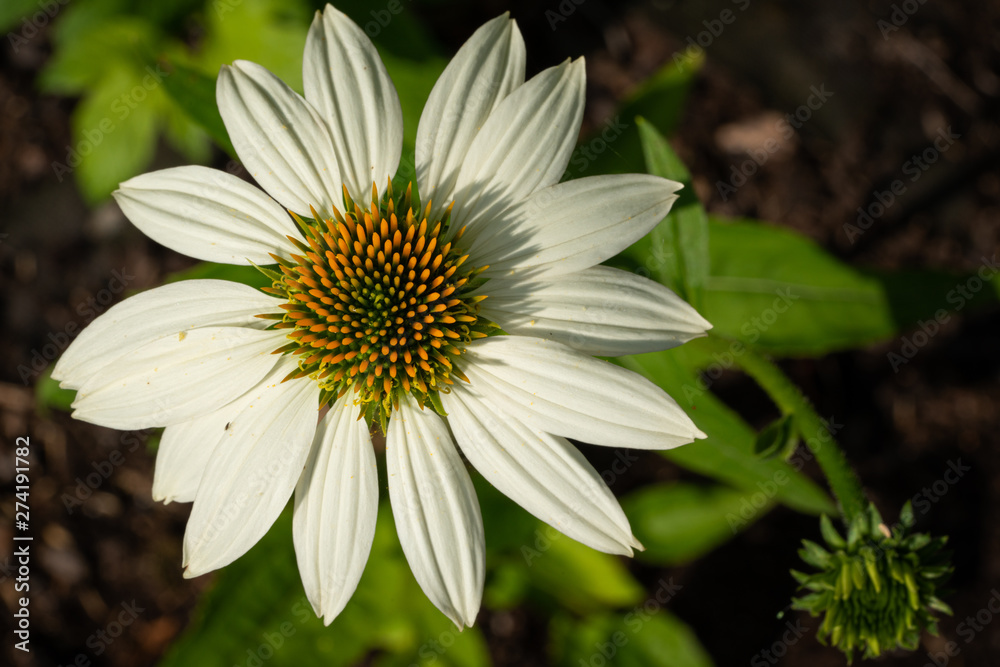 Fototapeta premium Coneflower, Echinacea purpurea