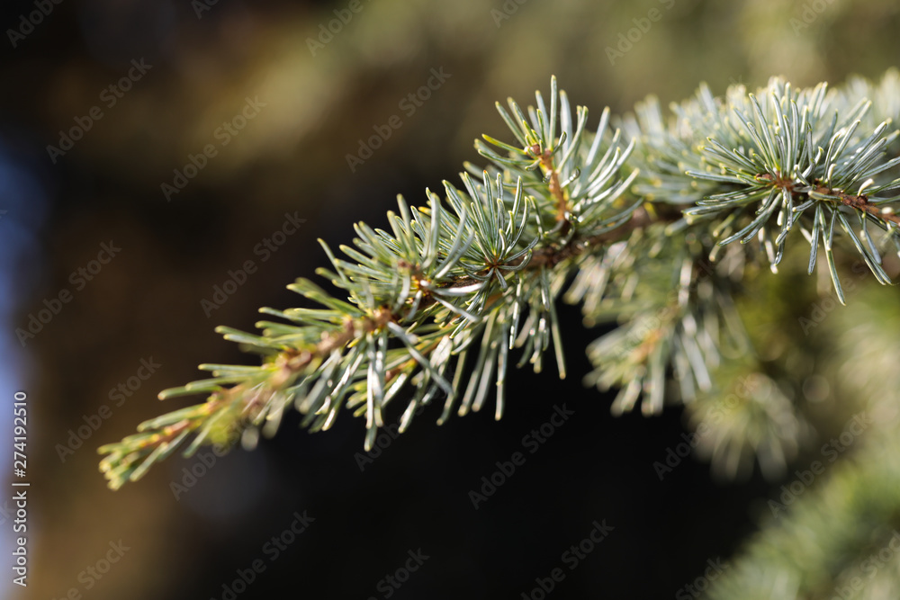 spring spruce branch close up view bacfground