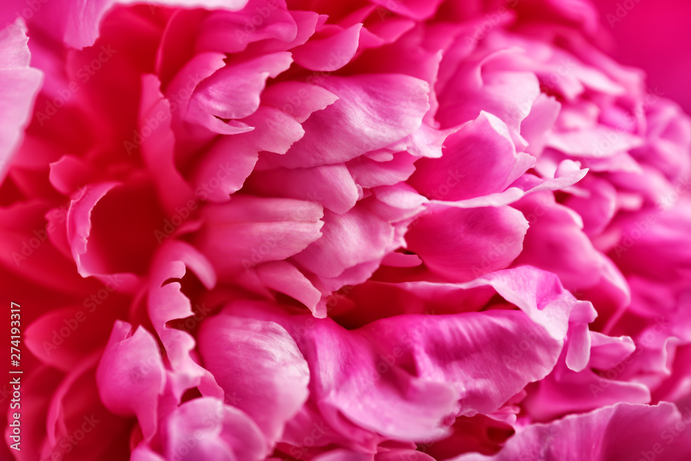 Beautiful peony flower, closeup view Beautiful peony flower, closeup view