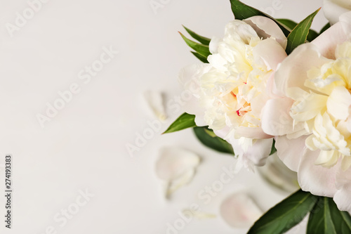 Beautiful peony flowers on white background, closeup