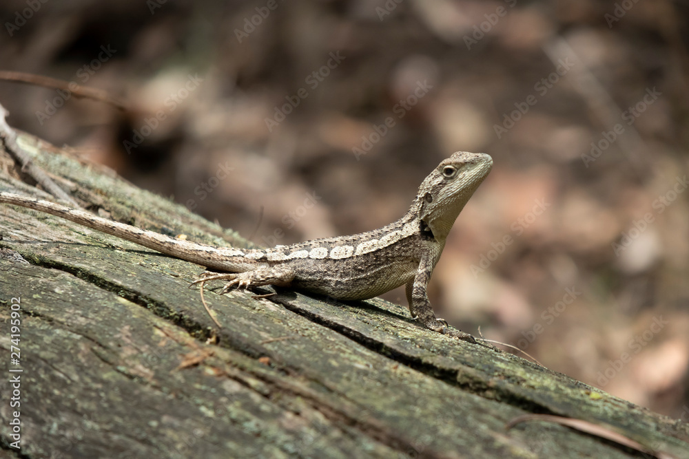 A small lizard sitting on a dead tree stump lying on the ground A small lizard sitting on a dead tree stump lying on the ground