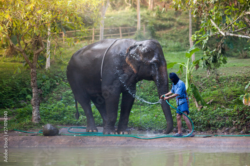 elephant in the zoo