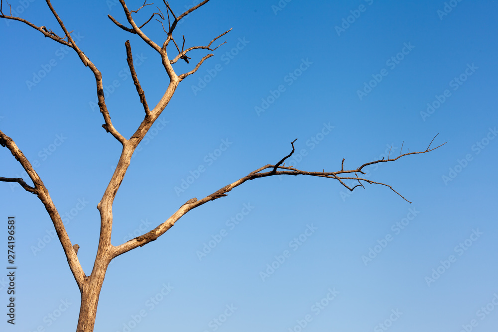 dead tree on blue sky dead tree on blue sky