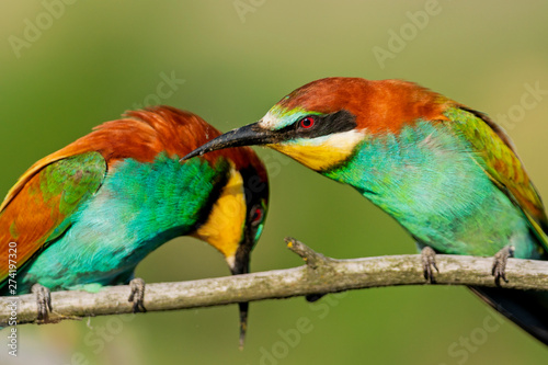 beauty wild nature colorful bee-eaters © drakuliren