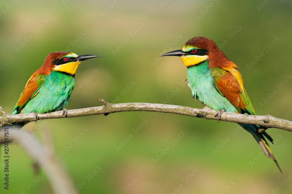 bee-eaters sit on a branch on a summer morning