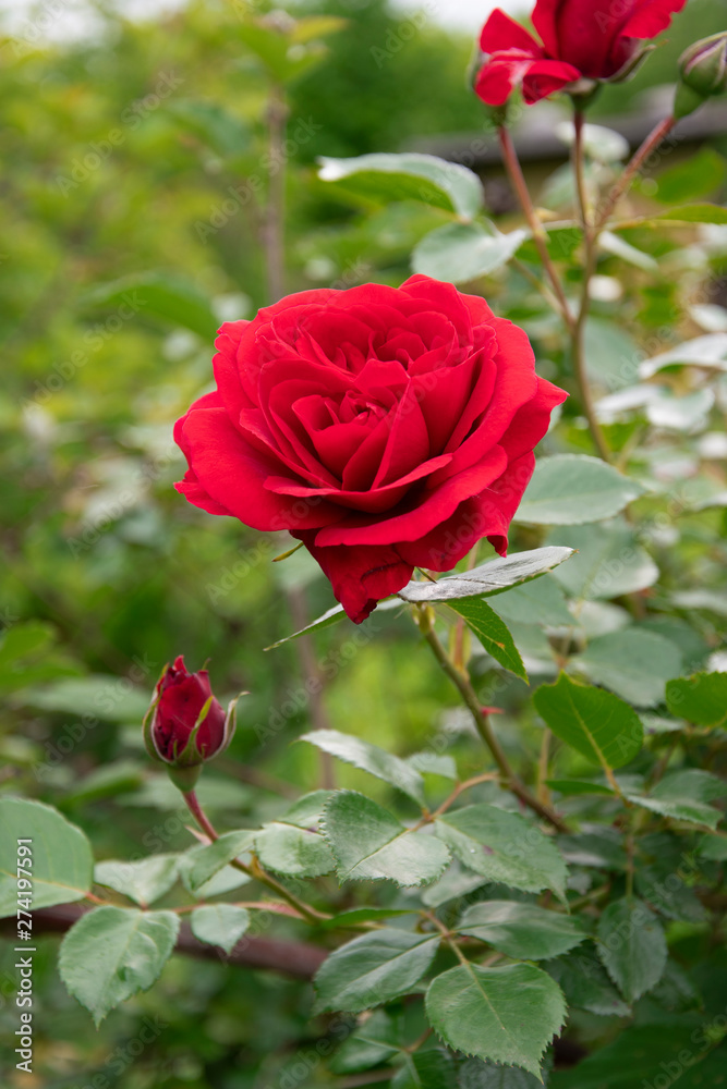 Obraz premium red rose in garden