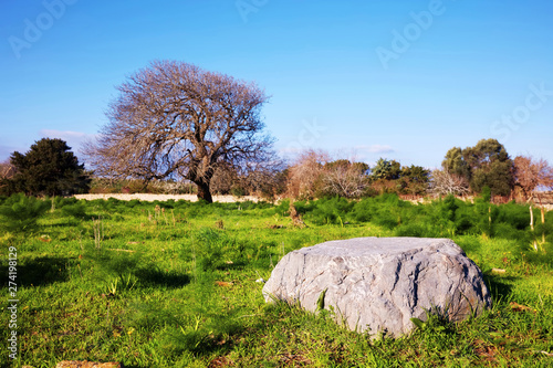 Meadow field background backdrop with big rock and an old oak tree on a sunny day