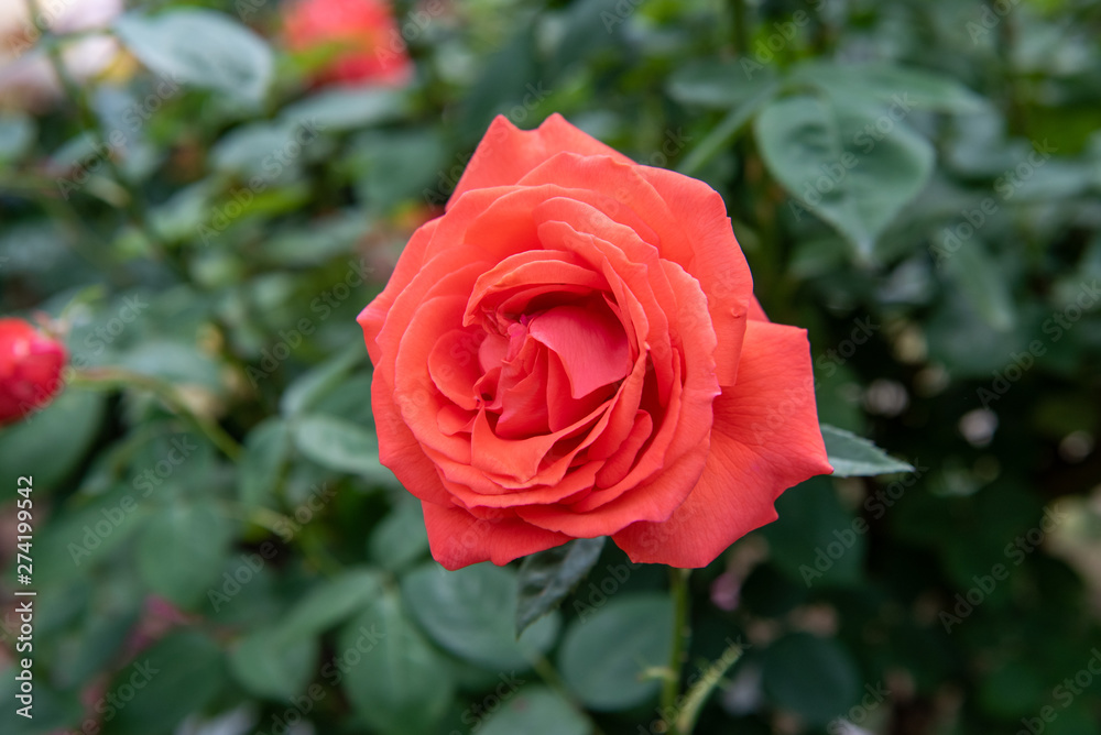 バラ 薔薇 スーパースター トロピカーナ バラ 薔薇 スーパースター トロピカーナ