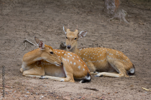 Young Whitetail Deer male and female sitting together photo