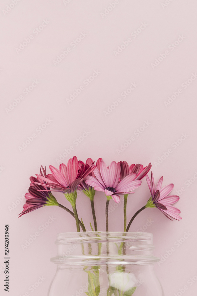 Pink daisies inside glass jar Pink daisies inside glass jar