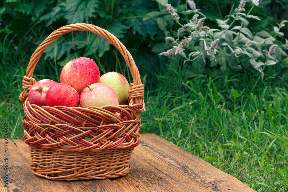 Just picked apples in a wicker basket on wooden boards with grass on the background