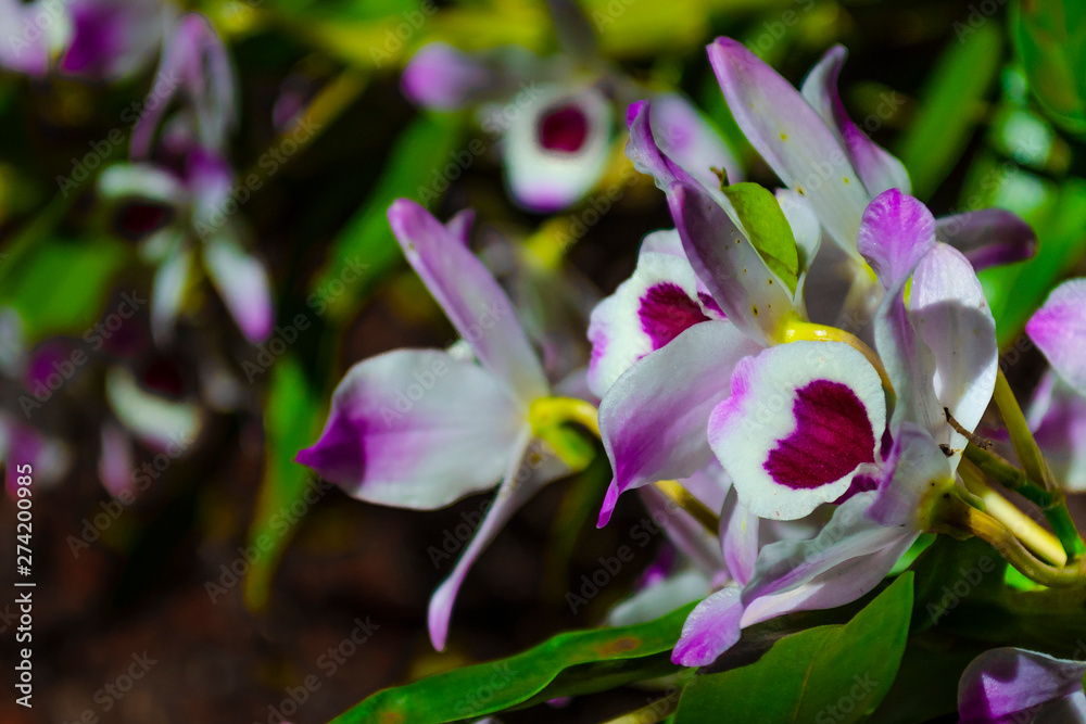 Beautiful tropical Doll eye orchid Beautiful tropical Doll eye orchid