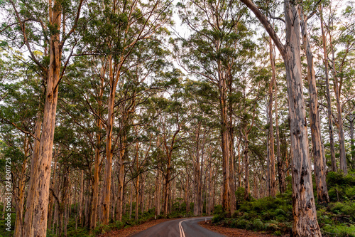 Foto Boranup Forest in Margaret River