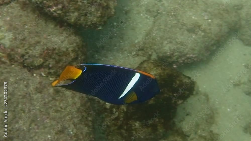King angelfish swimming along sand and rocks in Cabo King angelfish swimming along sand and rocks in Cabo