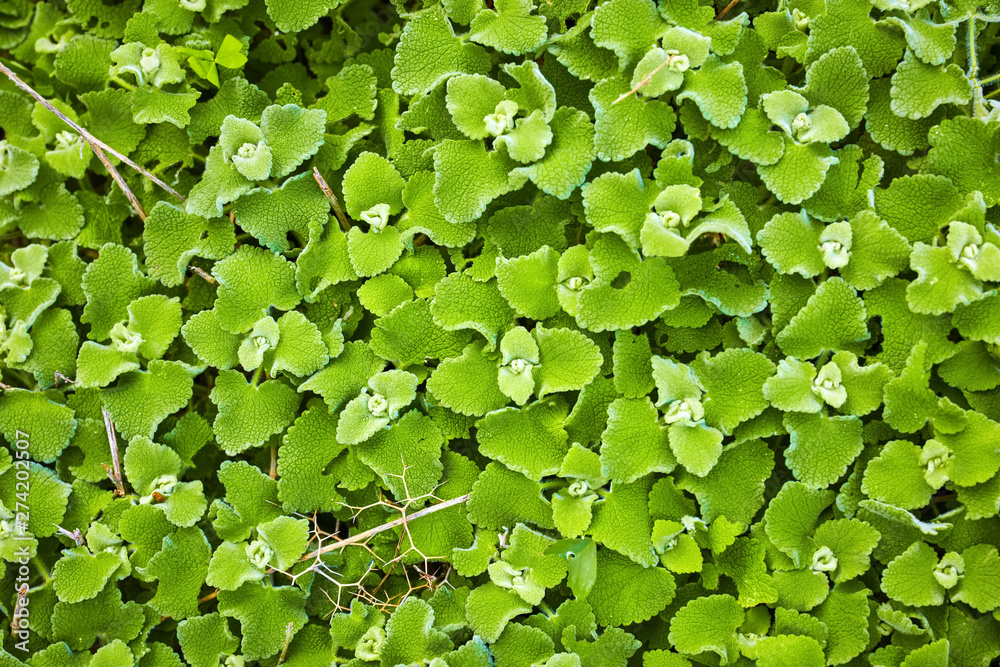 Nepata racemosa Lamiaceae Walker's low plant Nepata racemosa Lamiaceae Walker's low plant