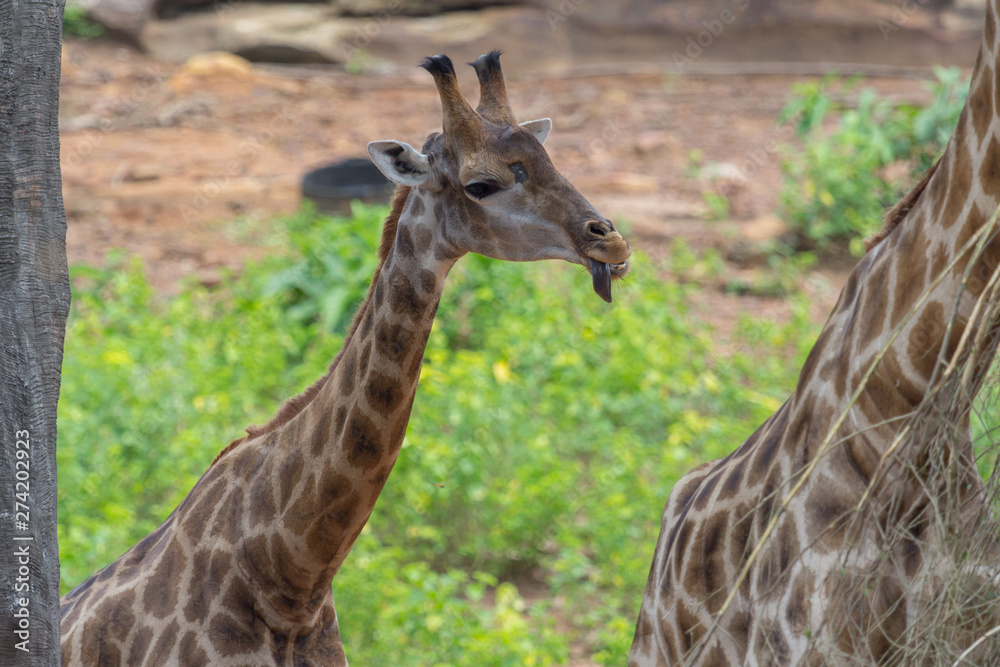Tongue and Face of Masai giraffe Tongue and Face of Masai giraffe