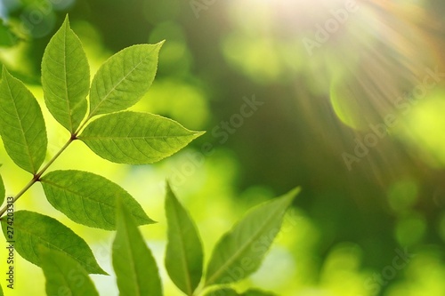 green tree leaves and branches in the natrue  green background