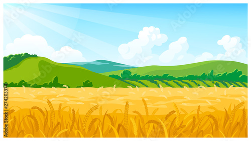 Summer field vector illustration