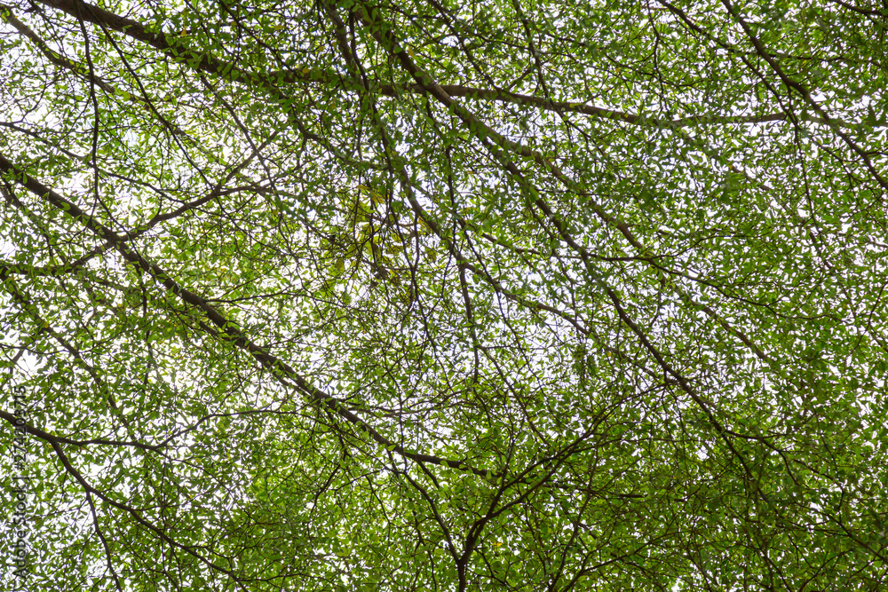 Obraz premium Green leaf