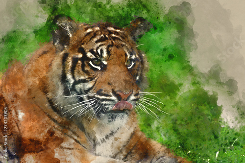 Digital watercolor painting of Portrait of Sumatran Tiger Panthera Tigris Sumatrae big cat