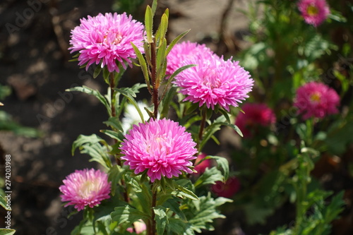 Beautiful pink flowers of China aster in the garden