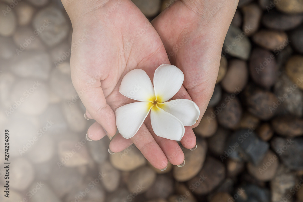 Woman hand hold Plumeria flowers on the river rock Woman hand hold Plumeria flowers on the river rock