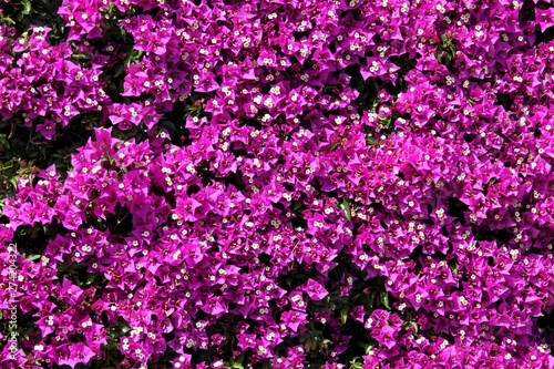 mur de bougainvilliers sur des fa  ades de maison en Espagne