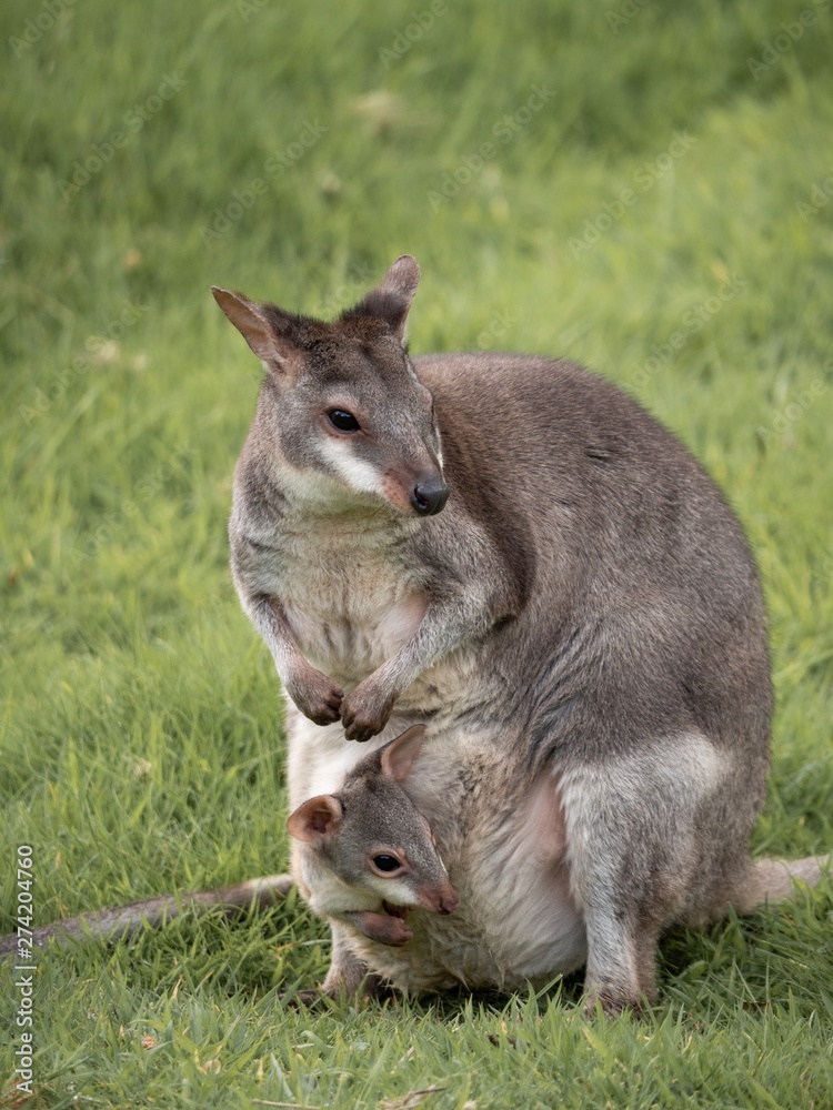 An adult wallaby with a small joey peeking out of her pouch An adult wallaby with a small joey peeking out of her pouch