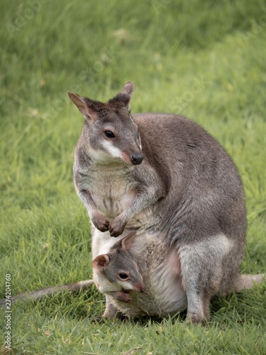 An adult wallaby with a small joey peeking out of her pouch