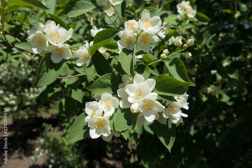 Philadelphus coronarius in full bloom in May Philadelphus coronarius in full bloom in May