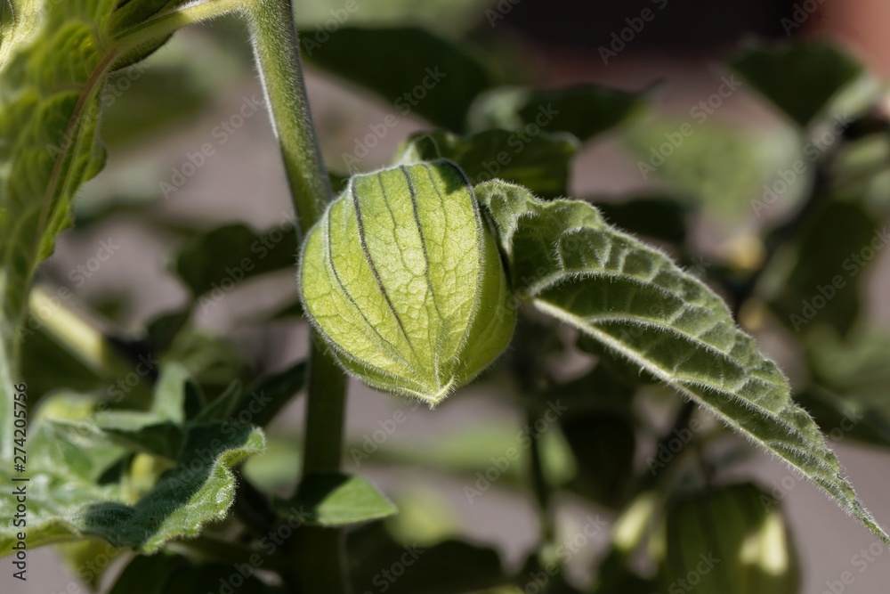 Green fruit of a cape goosebery, Physalis peruviana . Green fruit of a cape goosebery, Physalis peruviana .