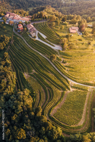 Vineyards shapes from aerial shot in Montevecchia, Italy