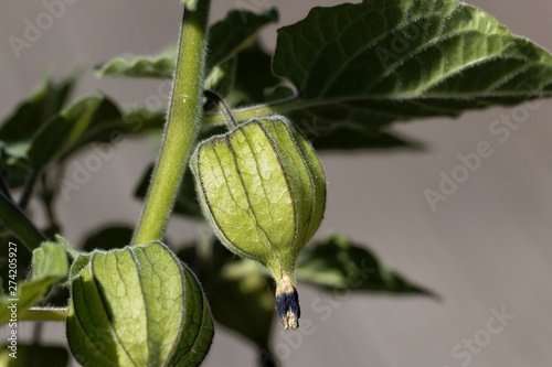 Green fruit of a cape goosebery, Physalis peruviana .