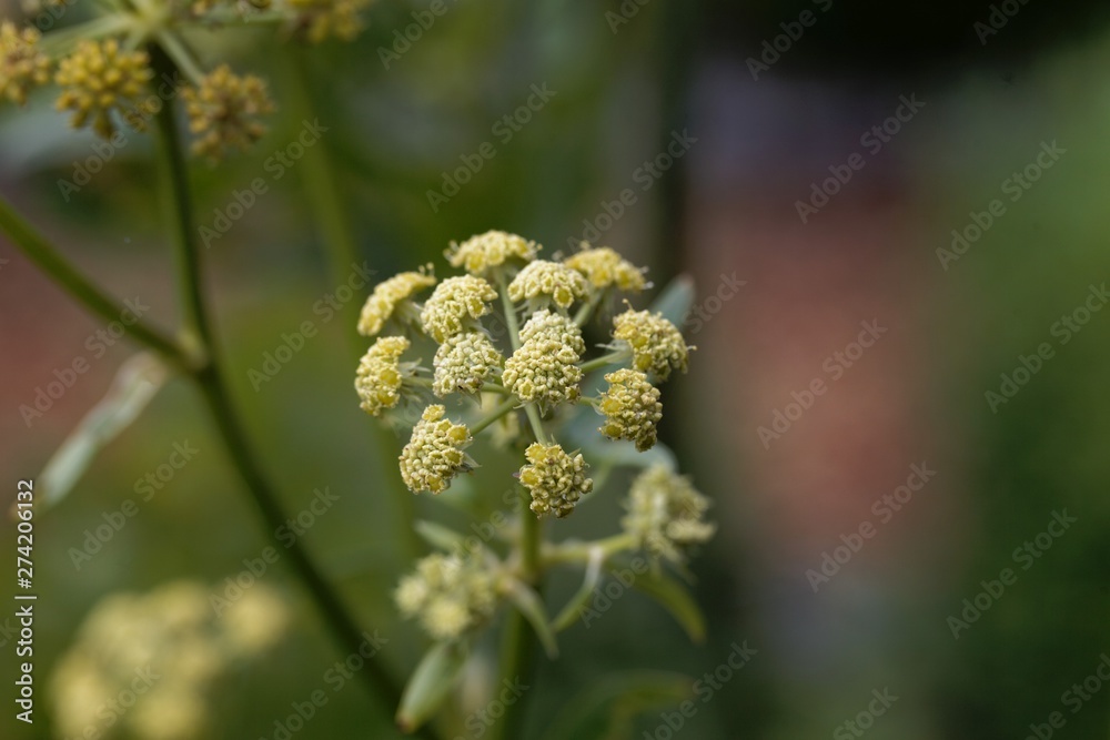 Lovage flowers, Levisticum officinale. Lovage flowers, Levisticum officinale.