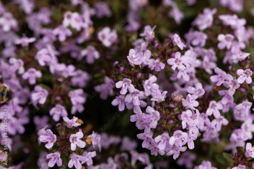 Flowers of a caraway thyme, Thymus herba-barona. Flowers of a caraway thyme, Thymus herba-barona.