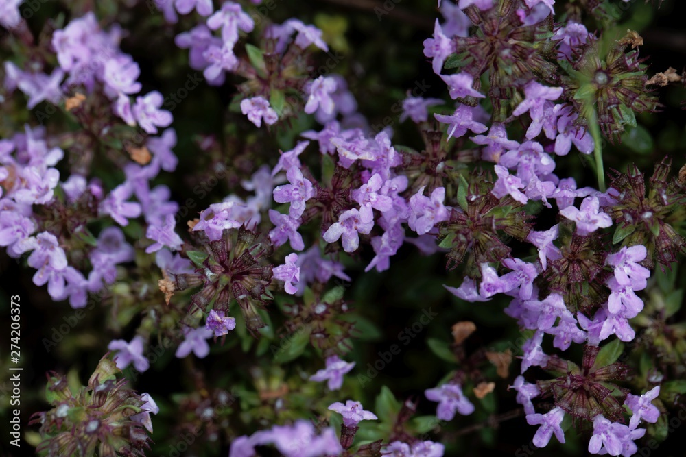 Flowers of a caraway thyme, Thymus herba-barona. Flowers of a caraway thyme, Thymus herba-barona.