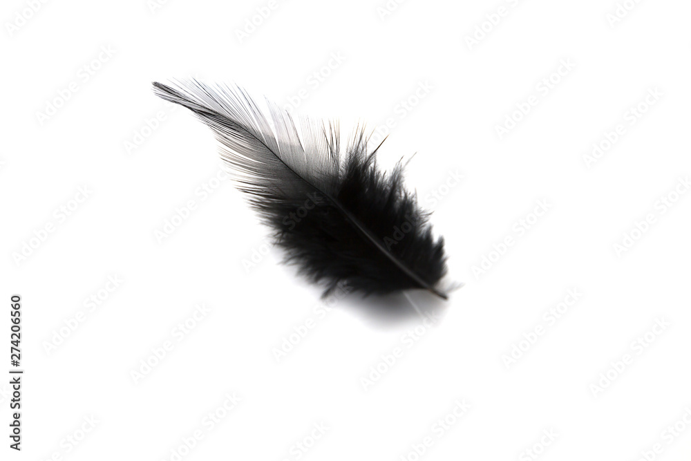 Black feather isolated on white