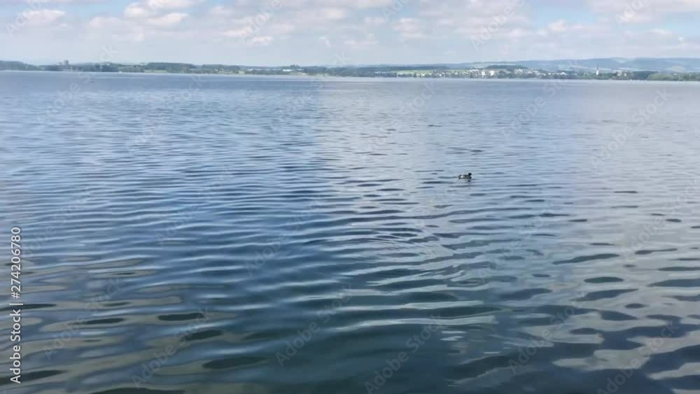 Wild ducks swim in the lake фильм