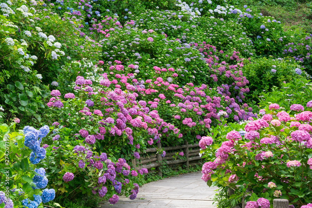 伊豆 下田公園の紫陽花 Stock Photo Adobe Stock
