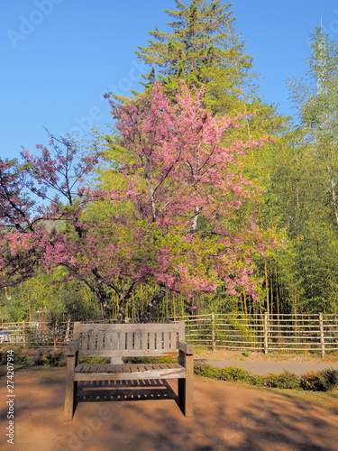 a wood chair under Sakura tree or Wild Himalayan (Prunus) Cherry Blossom in Royal Project flowers garden, Doi Ang Khang, Chiang Mai, northern of Thailand. photo