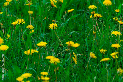Green grass and flowering dandelions. Top front view