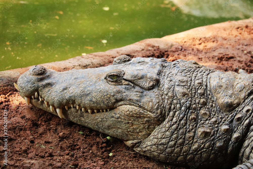 Obraz premium Crocodile a Predator Animal